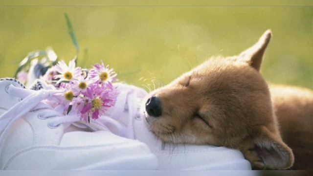 Музыка без авторских прав смотреть онлайн