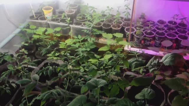 Трейлер анонс смотреть онлайн