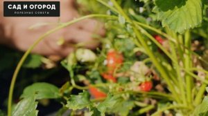 СЕКРЕТ БОЛЬШОГО УРОЖАЯ КЛУБНИКИ! СРОЧНО ПОДКОРМИТЕ КЛУБНИКУ ЭТИМИ СРЕДСТВАМИ !