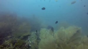 Phuket Shark Point Scuba Diving - 05 Aug 2014