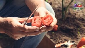 ДЕТЕРМИНАНТНЫЙ ТОМАТ АГАФЬЯ F1