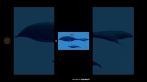 кто такой блуп