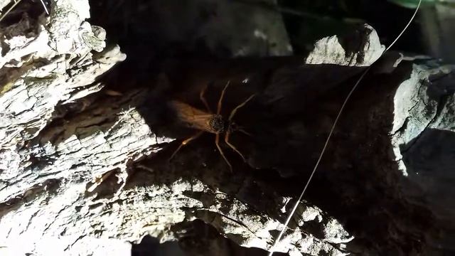 Ichneumon wasp смотреть онлайн