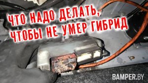 Что надо делать, чтобы не умер гибрид