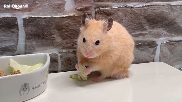 何度も警戒しながらキャベツを食べるハムスター【ゴールデンハムスター】キンクマ