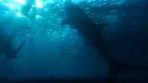 Scuba Diving With Whale Sharks In Oslob, Philippines