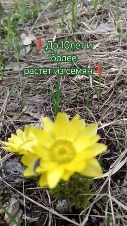 Йоу, краснокнижник адонис волжский обнаружен этой весной в лесу Тольятти#shorts-YOUTUBE