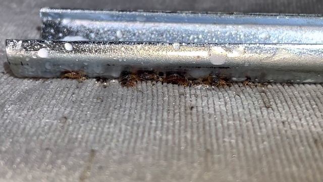 Действие препарата на клопа. смотреть онлайн