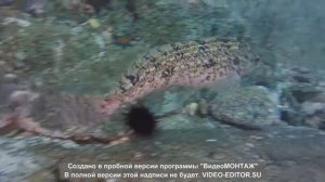 Дайвинг с ДЭМ КЛУБом