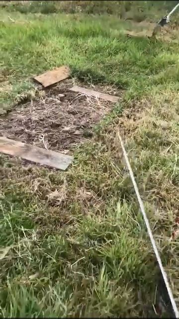 Venomous Australian Brown Snake.. SNAKE MAN to the rescue !! shorts