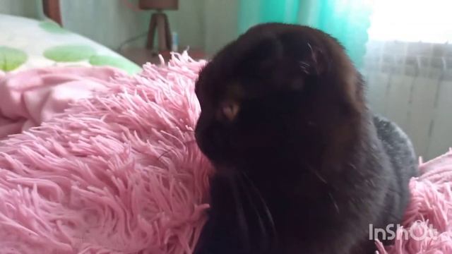 Чёрная кошка) смотреть онлайн