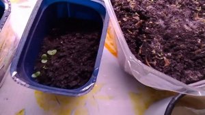 Рассада по тихоньку растет.