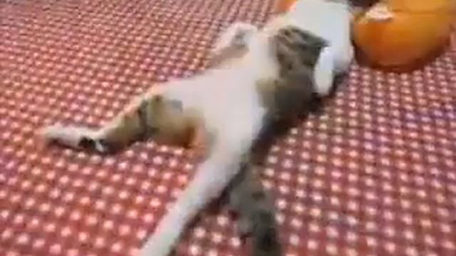 ТОЛЬКО КОТЫ РОССИИ ТАКИЕ КРЕАТИВНЫЕ ! смотреть онлайн