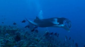 Diving Maldives - safari Full HD Manta