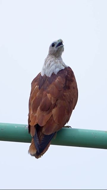 Brahminy kite #wildlife смотреть онлайн