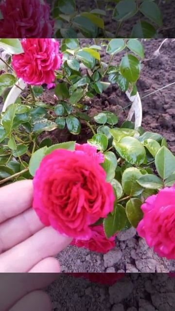 Роза Ред Леонардо да Винчи смотреть онлайн