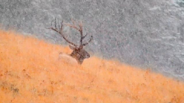 In Memory of CVM (National Bison Range) смотреть онлайн