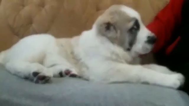 Вот такие огромедные и красивенные щенки в питомнике Ан-Нассир смотреть онлайн