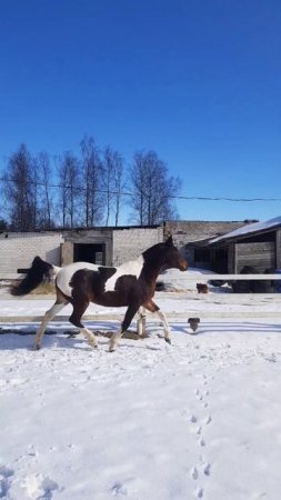 Добрая крупная кобыла с классным прыжком в продаже. 170в/х, 6 лет. Беларусь, Минск.