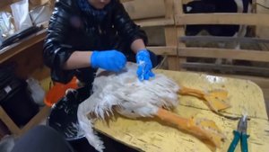 ДЕРЕВНЯ УМЕР ТЕЛЕНОК/ЗАБОЙ ГУСЯ