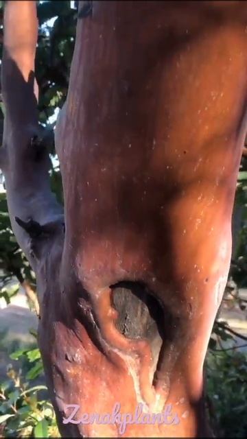 Red stalk in maple tree #shortsvideo #shortsyoutube @zenahplants #maple_tree #nature смотреть онлайн