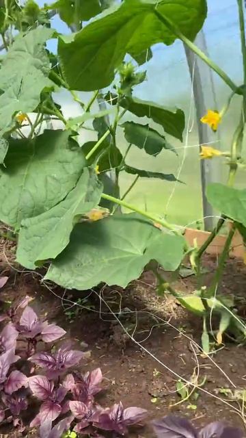 Как поливать огурцы в жару смотреть онлайн