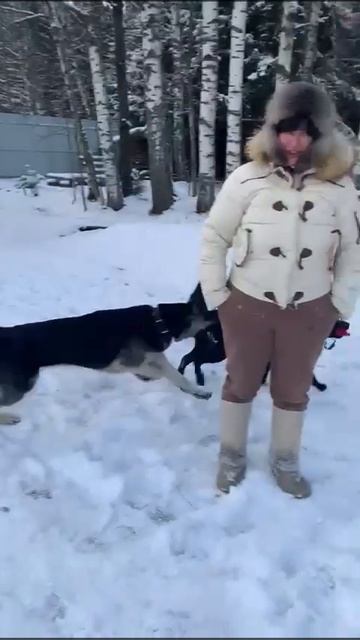 Щенок ВЕО Валентлайф Чаровница, 11 мес. ОКД - УРА! Переменка