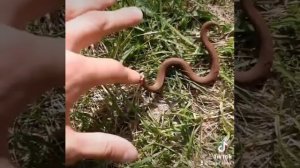 укус маленькой гадюки