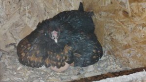 Румтур по курятнику. Клуша села на яйца