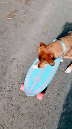 shes getting too good!! #shorts #fun #lifestyle #spring #cute#viral #bestfriend#dogs #skateboarding