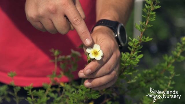 Check out our Potentilla Plants - Newlands Nursery смотреть онлайн