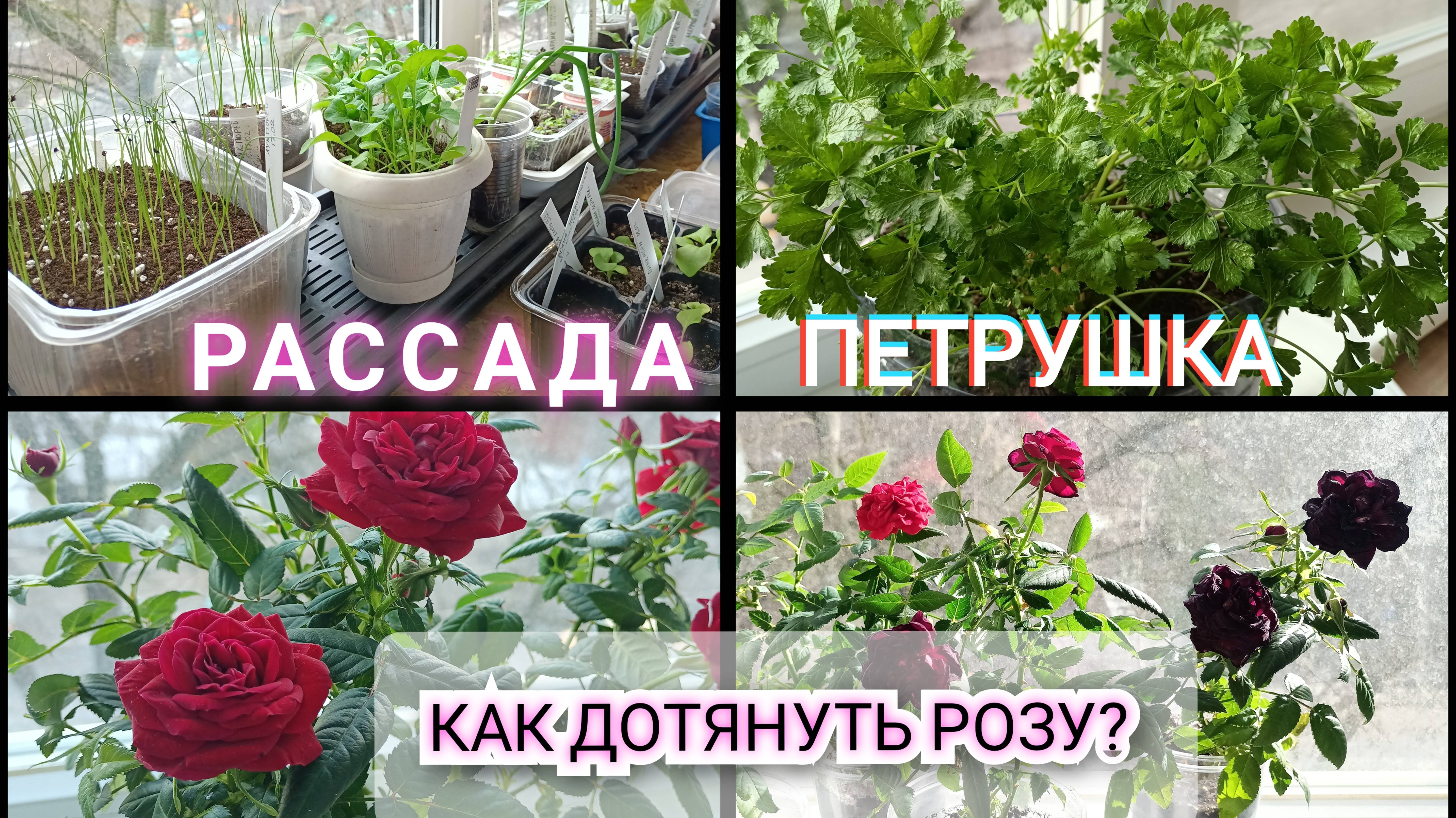 07.03.25 Рассада - начало. Как дотянуть розу? Петрушка 😍Старая петуния #огород #дача #перцы #петуни