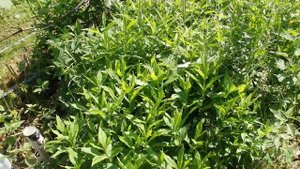 Для роста  Флоксов цветов использую Аммиачную селитру .