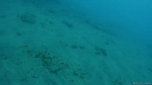 Puerto Rico Diving Gran Canaria 5/10  the best part angel shark and more