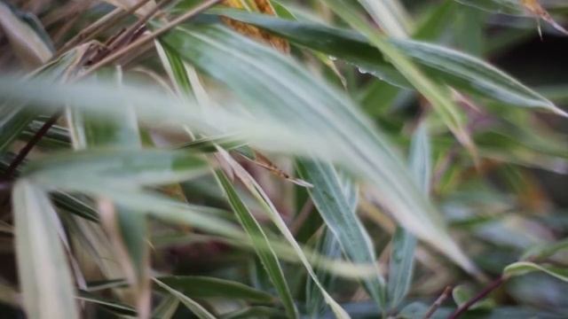 Canon EOS M 35mm C Mount lens Video test смотреть онлайн