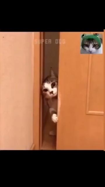 #shorts #funny #cats love смотреть онлайн