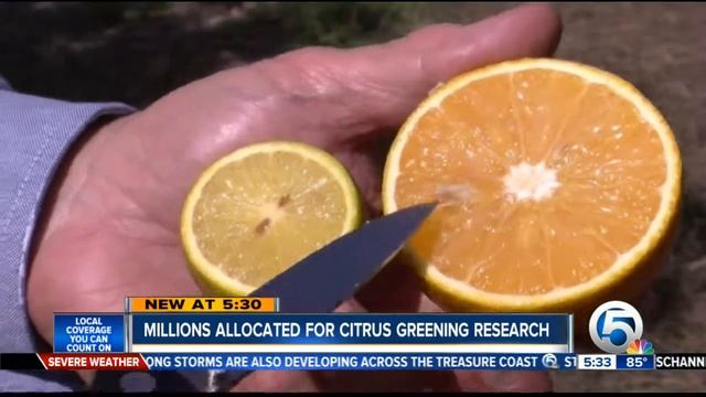 Millions allocated for citrus greening research смотреть онлайн