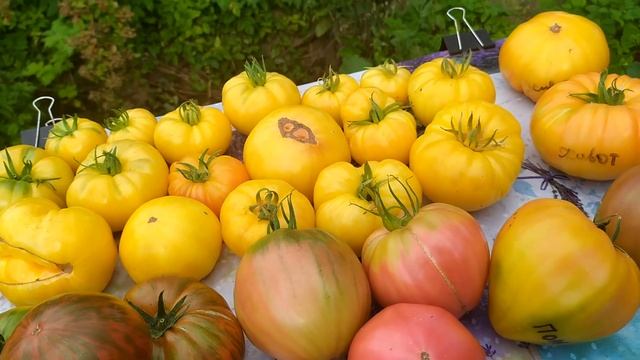 Новый сбор урожая сортовых томатов. Калуга 08.2023 смотреть онлайн