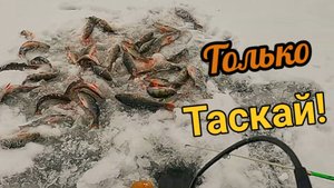 Вот это клёв! Сделал лунку в нужном месте и началось!