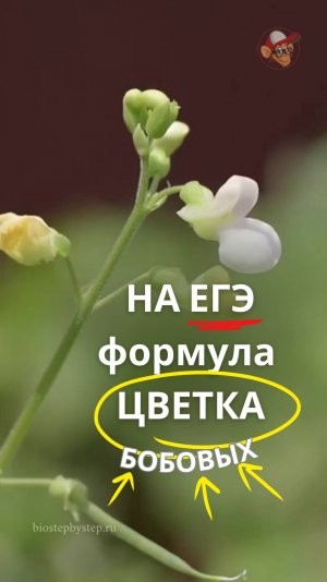 ФОРМУЛА ЦВЕТКА БОБОВЫХ