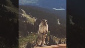 Суслик кричит АААААААА