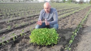 Высадка рассады томата Брисколино F1 в грунт