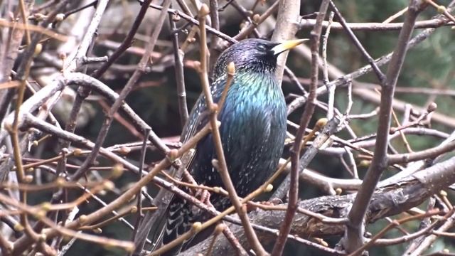Скворец смотреть онлайн