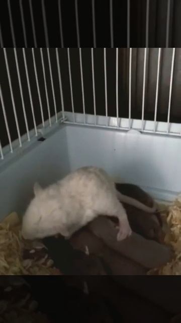 Крысенок (ему 17 дней) ухаживает и умывает крысят (им 7 дней.) смотреть онлайн