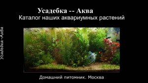 Каталог наших аквариумных растений. Усадебка-Аква