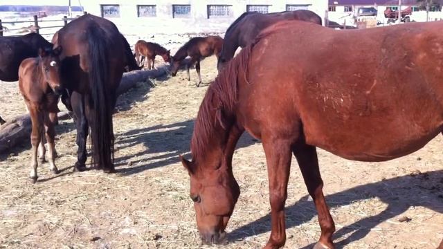 Конезавод1 смотреть онлайн
