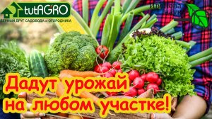 САМЫЕ ЗНАМЕНИТЫЕ, ВКУСНЫЕ и НЕПРИХОТЛИВЫЕ СОРТА ОВОЩЕЙ посадил и забыл. Беспроблемные сорта!