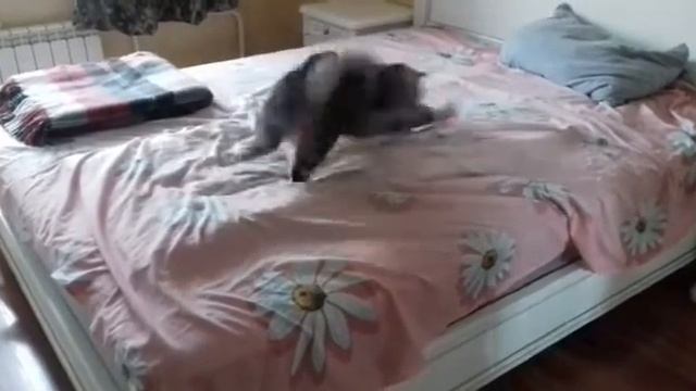 Мерида и Тайгер дома смотреть онлайн