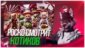 🐺 Роско смотрит видосы с котиками