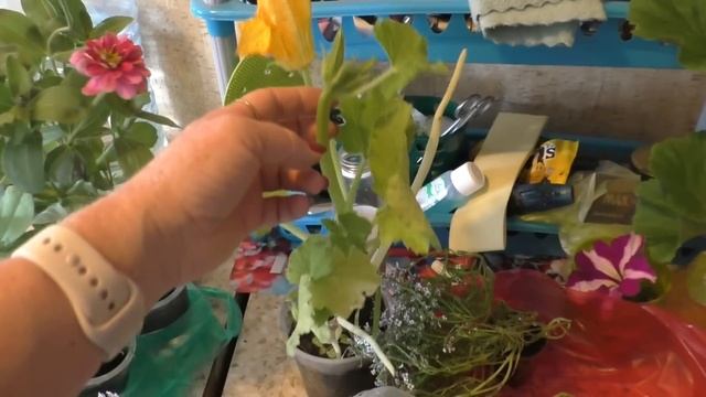 МОЯ ЖИЗНЬ ДЕРЕВЕНСКАЯ /КАЖДОМУ СВОЕ/ 25 мая 2024 смотреть онлайн